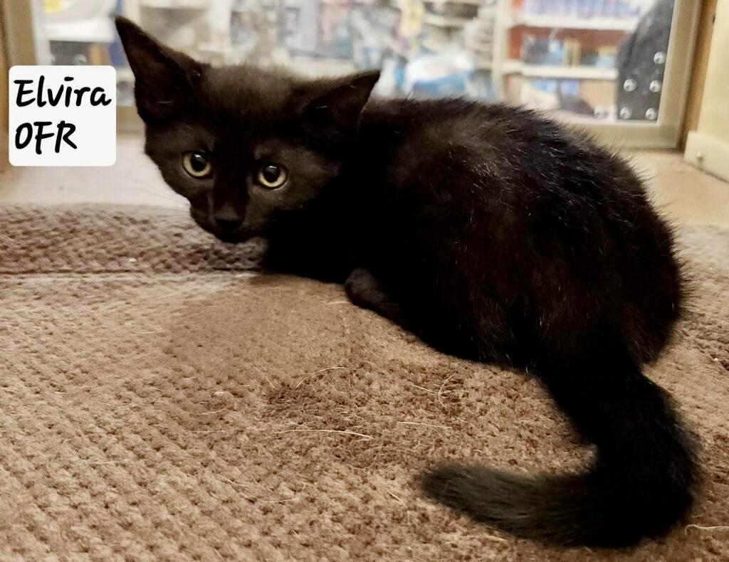 Elvira