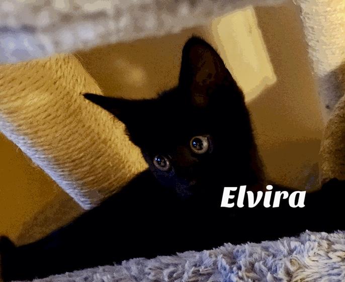 Elvira