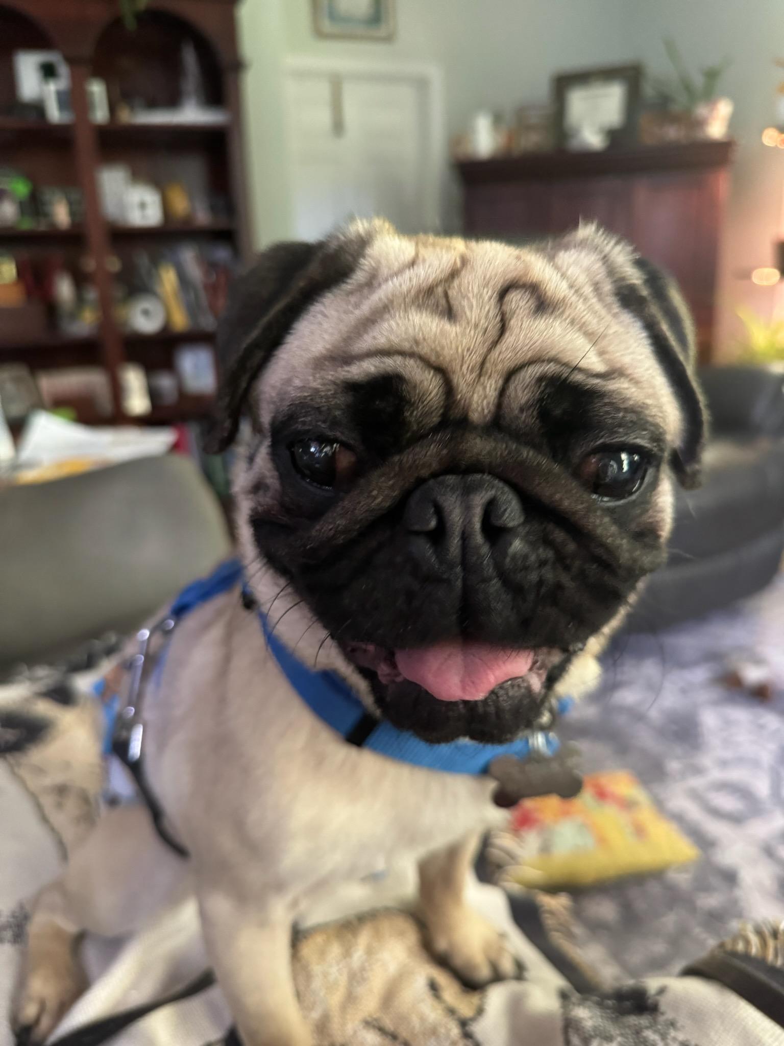 Bandit, Adopted, Adult Male Pug.