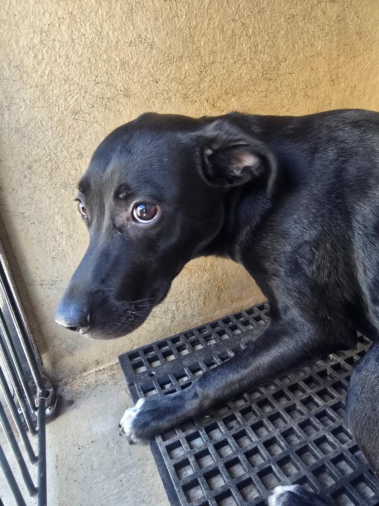 Enlarge Breezy, a Adoptable mixed breed in Cartersville , GA image 1/1