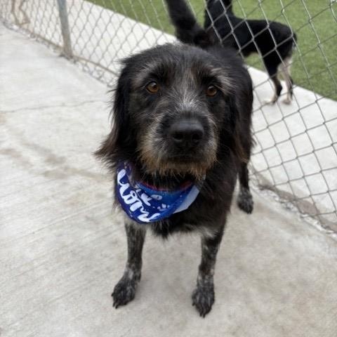 Raspberry, Adoptable, Adult Female Terrier & Australian Cattle Dog / Blue Heeler.
