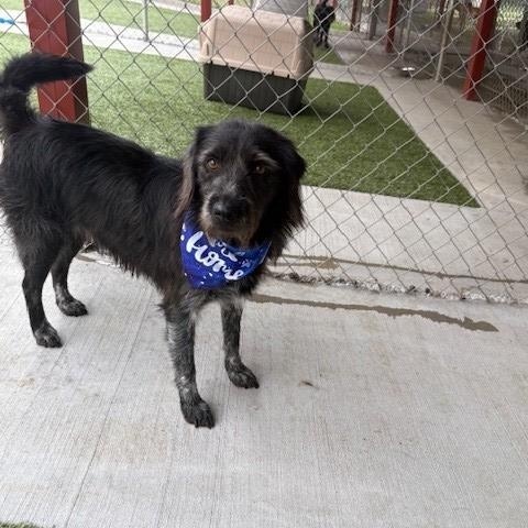 Raspberry, a Adoptable mixed breed in Fayetteville, AR image 2/5