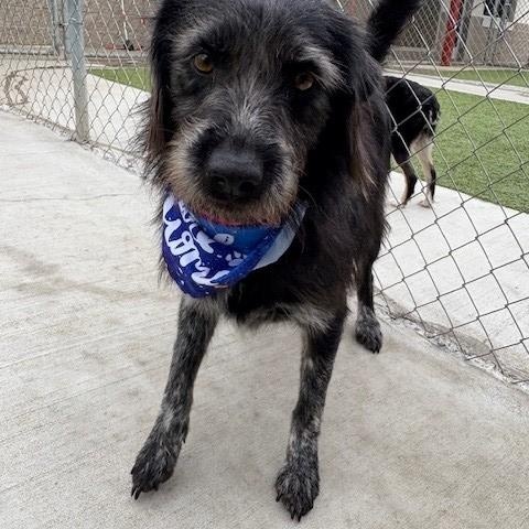 Raspberry, a Adoptable mixed breed in Fayetteville, AR image 3/5