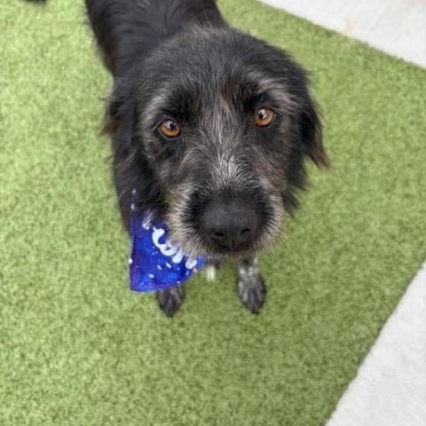 Raspberry, a Adoptable mixed breed in Fayetteville, AR image 4/5