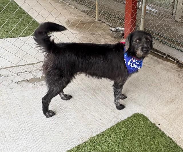 Raspberry, a Adoptable mixed breed in Fayetteville, AR image 5/5