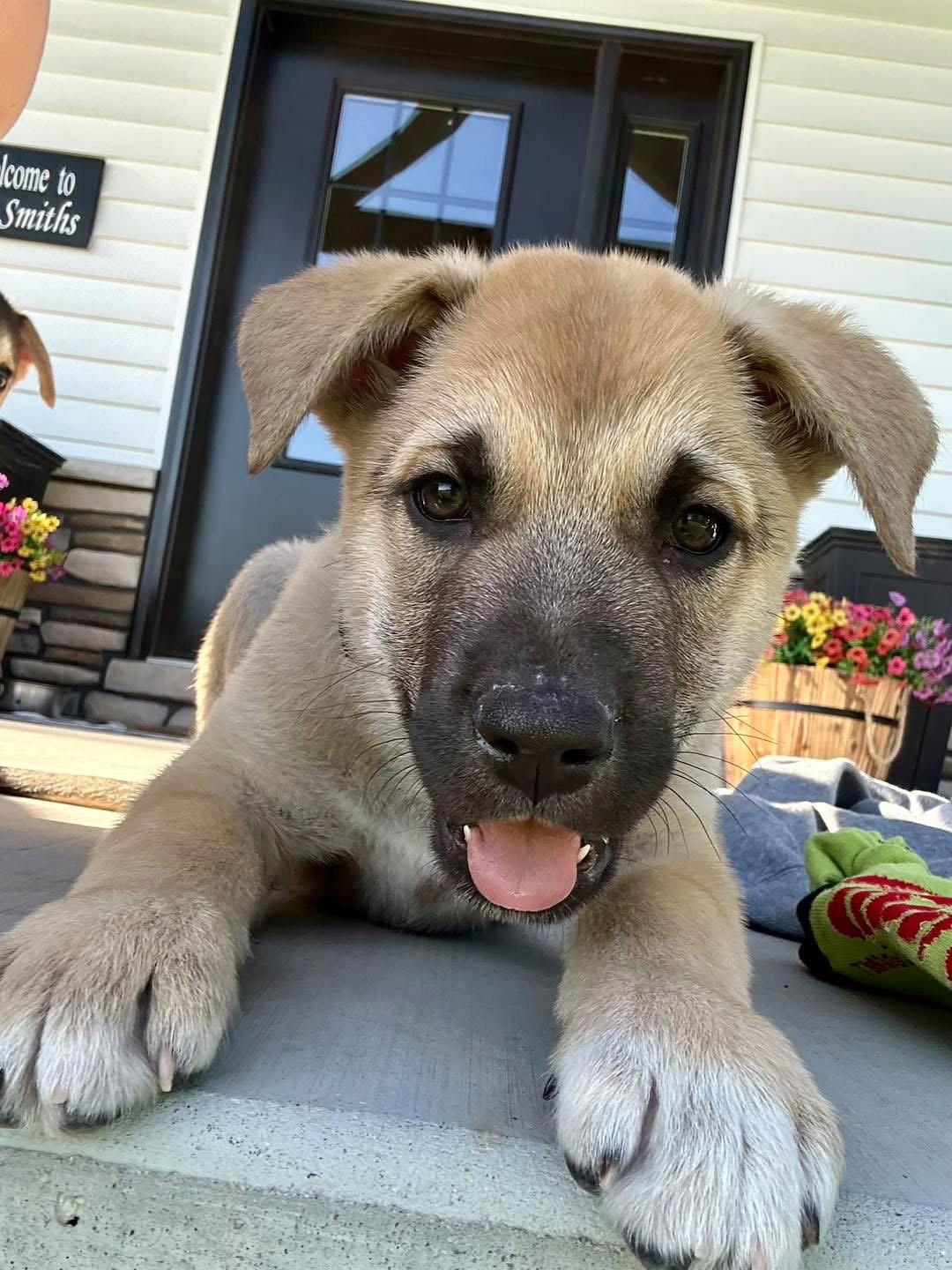 Easter Candy Litter- Cadbury, a Adoptable mixed breed in Mattoon, IL image 2/3