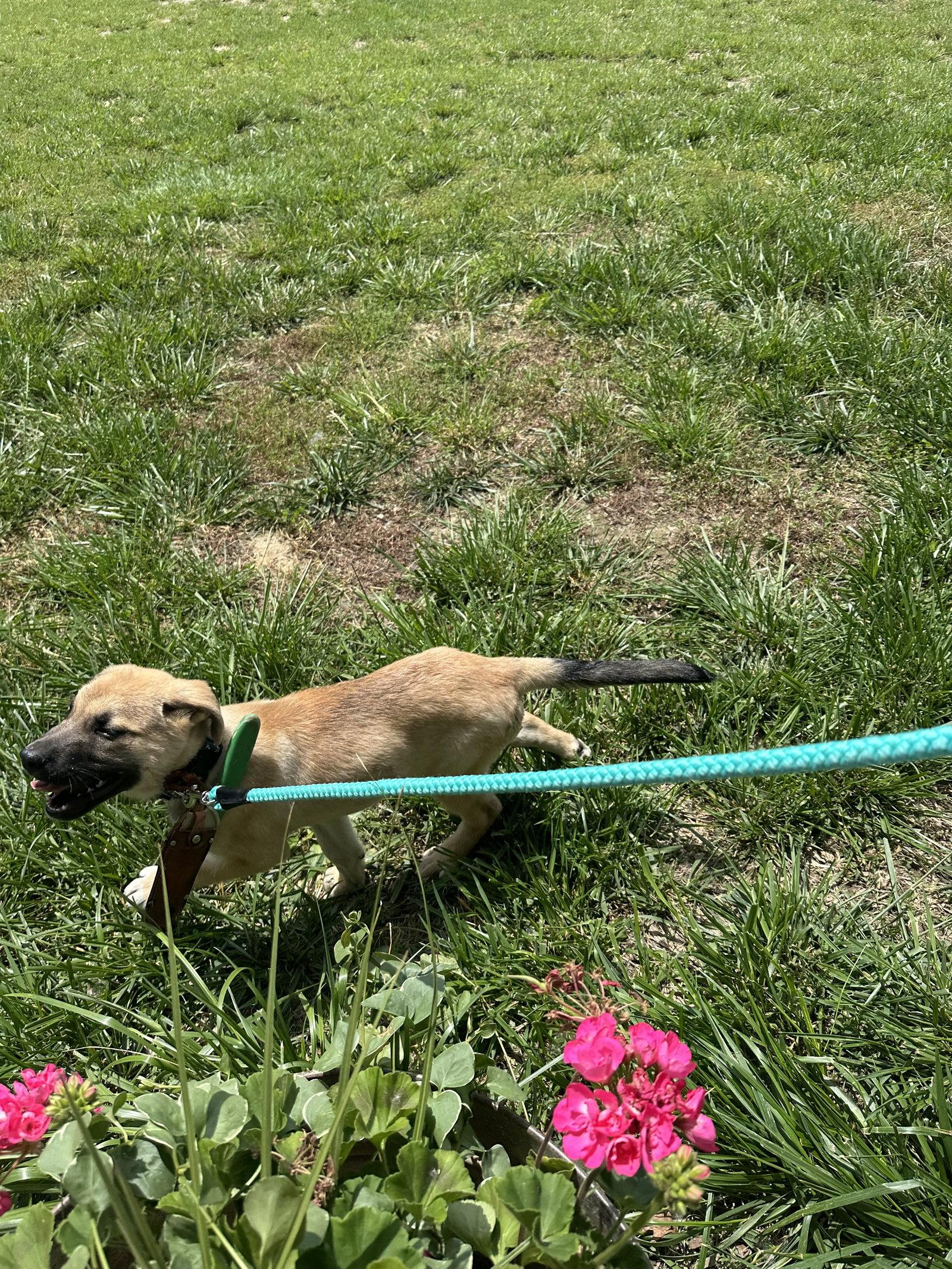 Easter Candy Litter- Cadbury, a Adoptable mixed breed in Mattoon, IL image 3/3