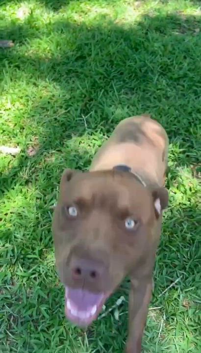 Enlarge Guinness, a Adoptable mixed breed in Milton, FL video 6/6