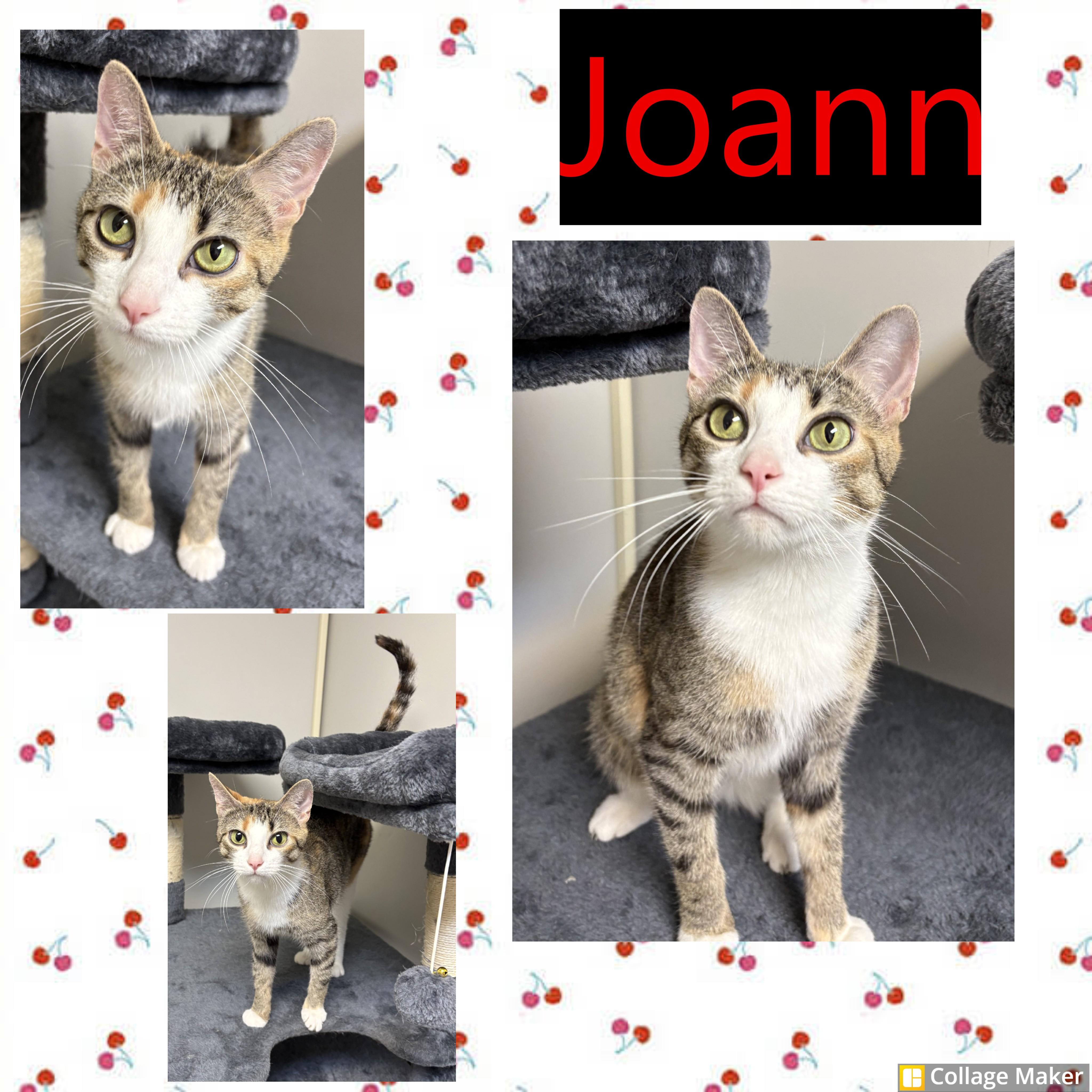 Joann, adopted, Adult Female Domestic Short Hair.