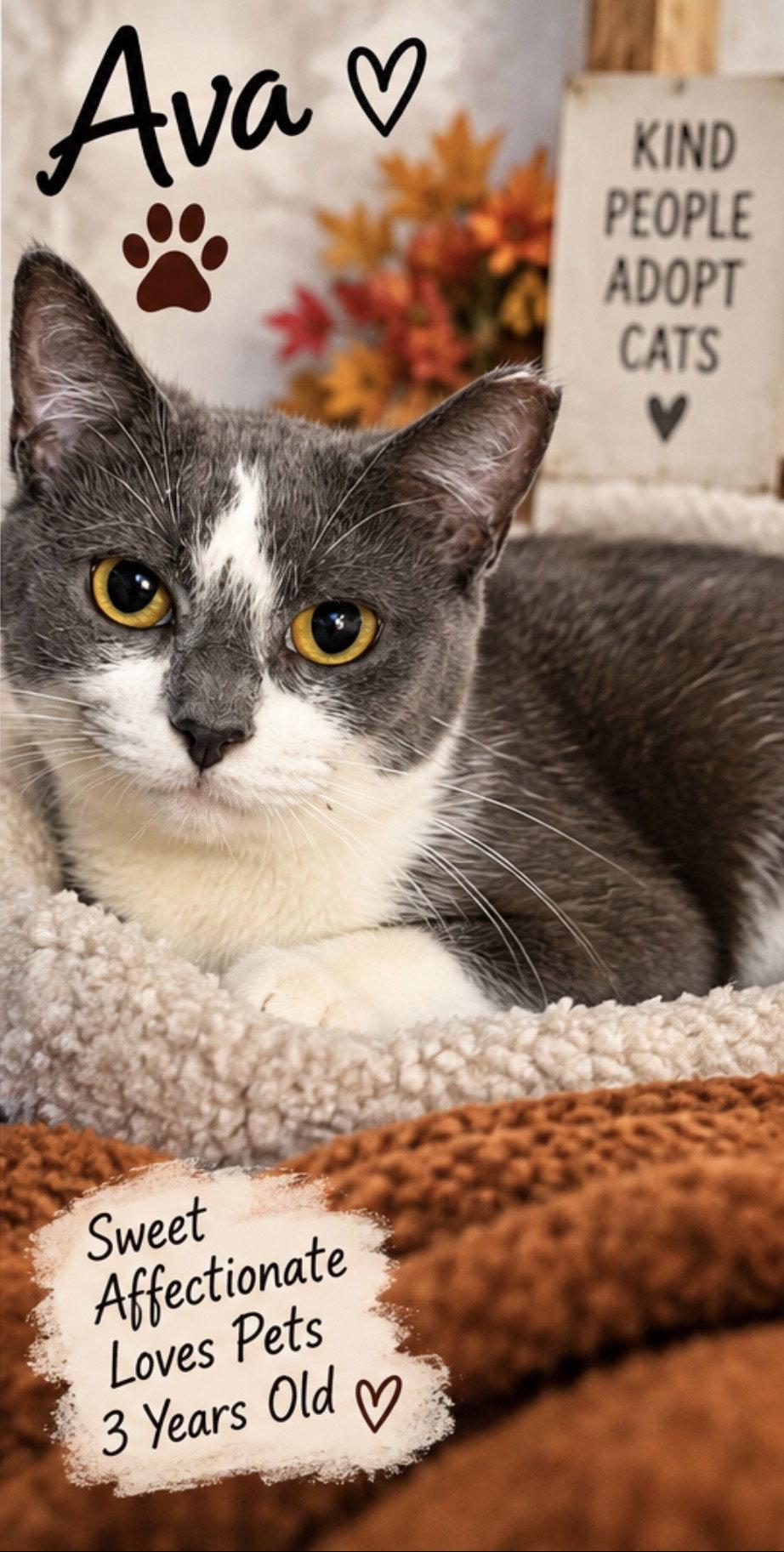 Ava, Adoptable, Adult Female Domestic Short Hair.