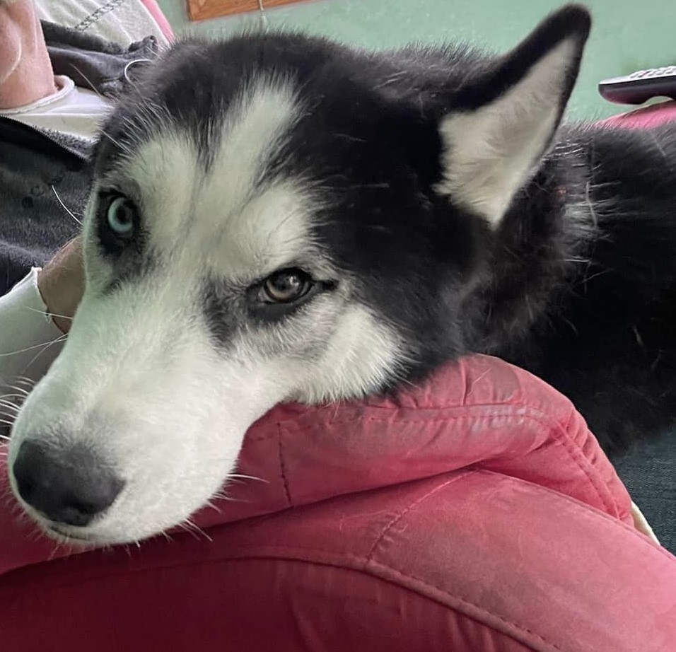 Sir Charles, a Adoptable Siberian Husky in Catawissa, PA image 1/4