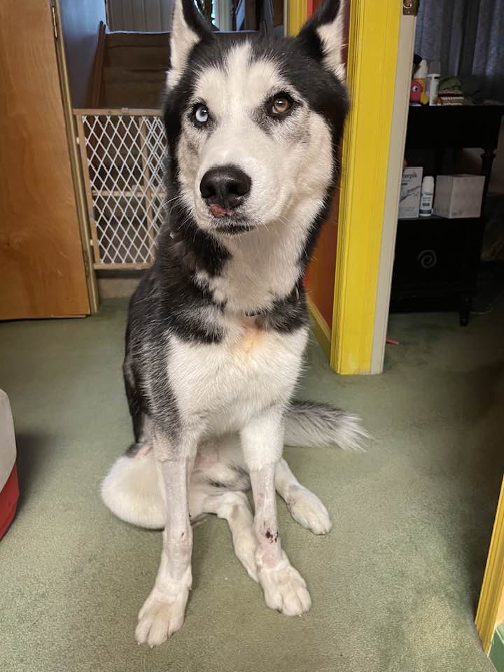 Sir Charles, a Adoptable Siberian Husky in Catawissa, PA image 2/4