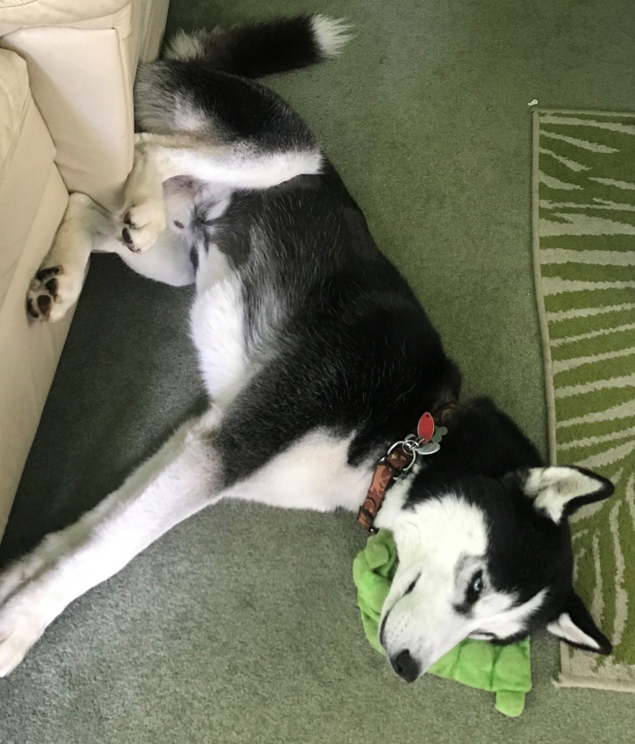 Sir Charles, a Adoptable Siberian Husky in Catawissa, PA image 3/4