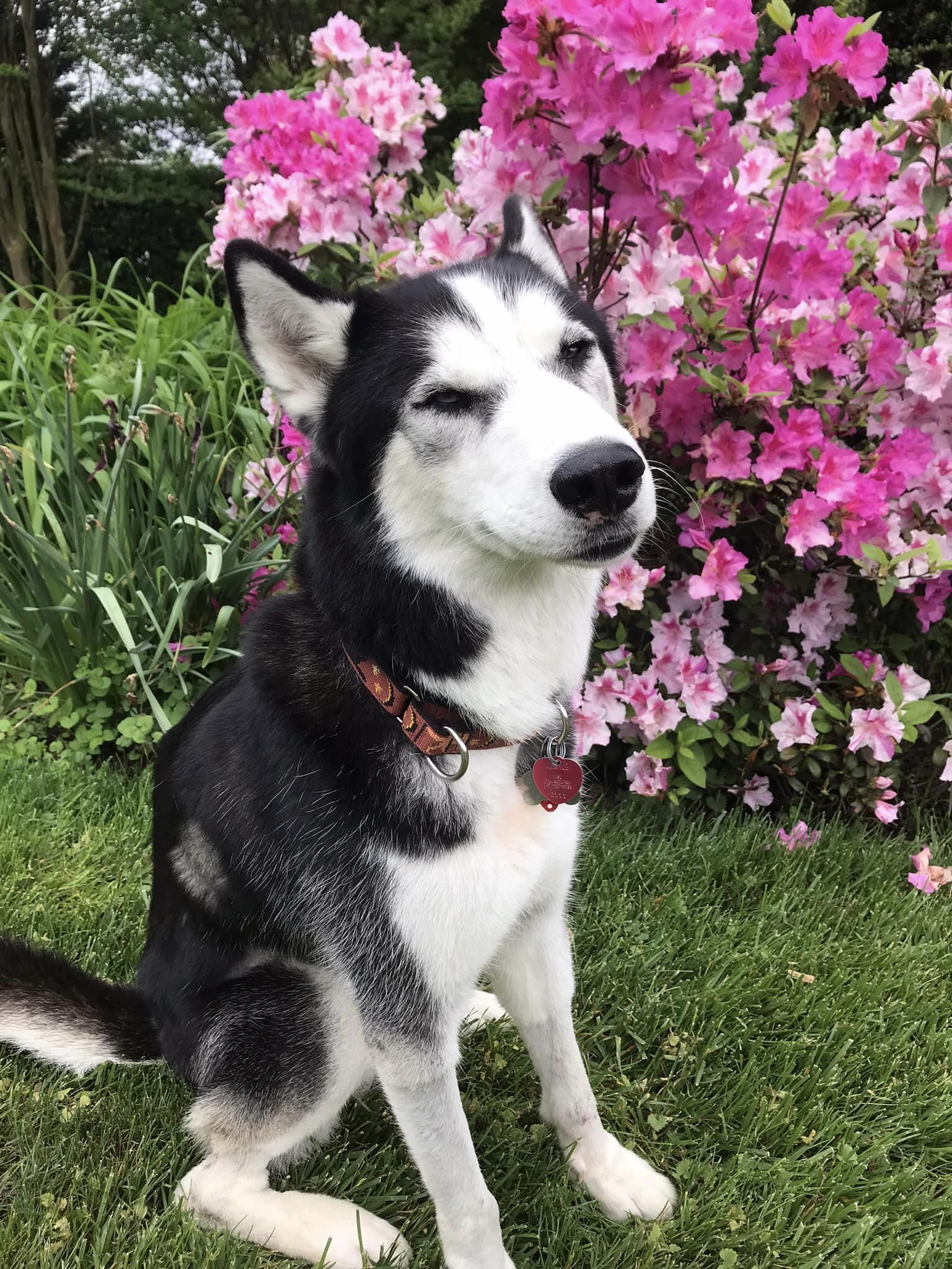 Sir Charles, a Adoptable Siberian Husky in Catawissa, PA image 4/4