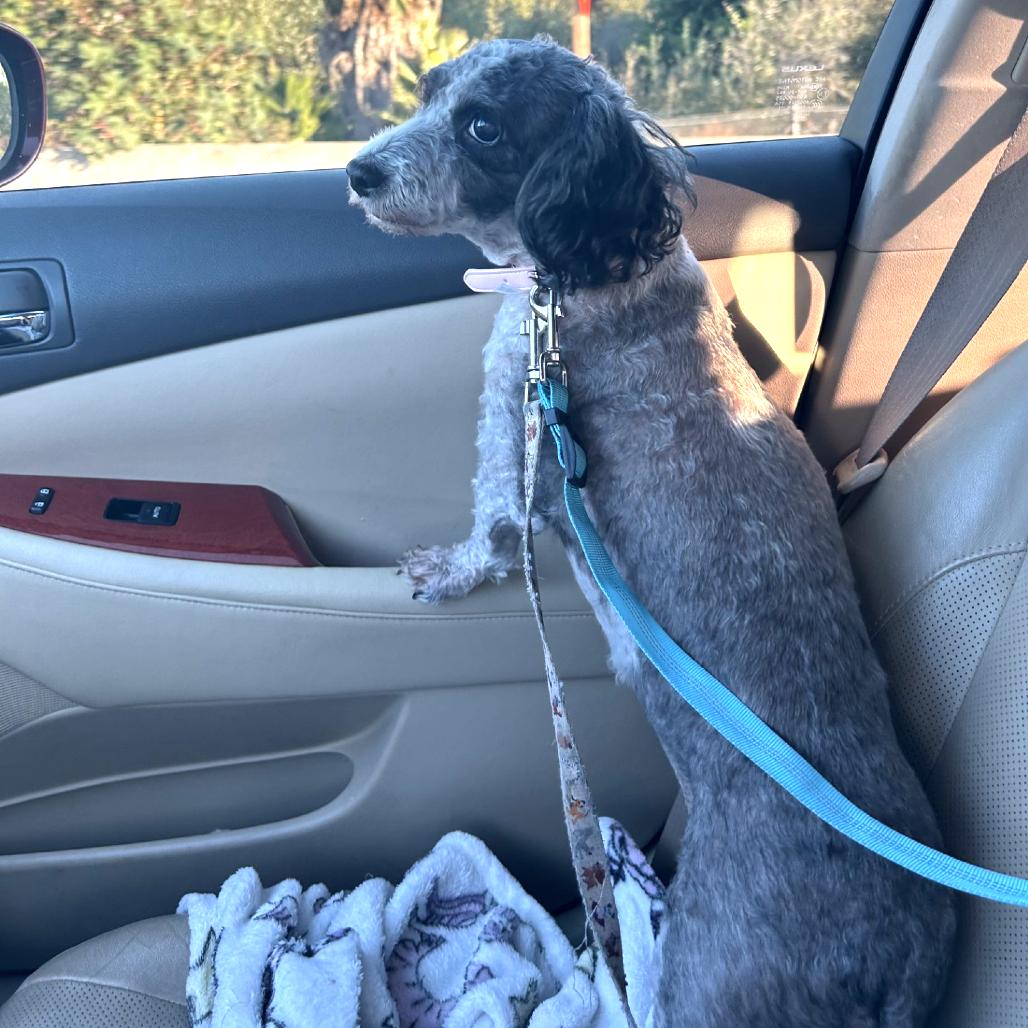 Enlarge Zuni, a Adoptable Poodle in Sonoma, CA image 1/6