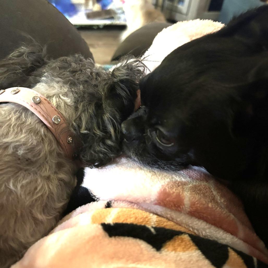 Enlarge Zuni, a Adoptable Poodle in Sonoma, CA image 2/6