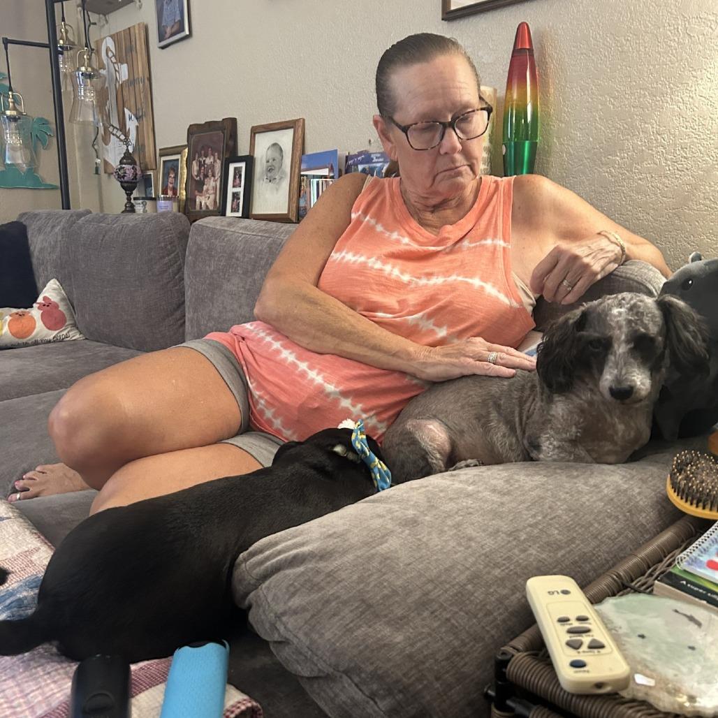 Enlarge Zuni, a Adoptable Poodle in Sonoma, CA image 5/6