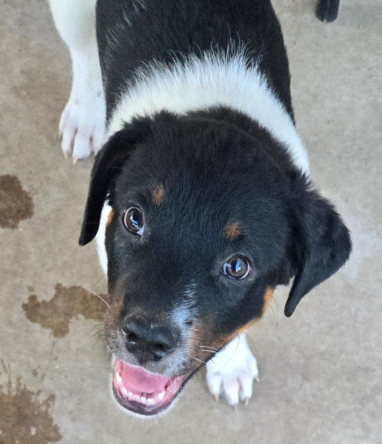 Marty, Adoptable, Young Male Labrador Retriever.