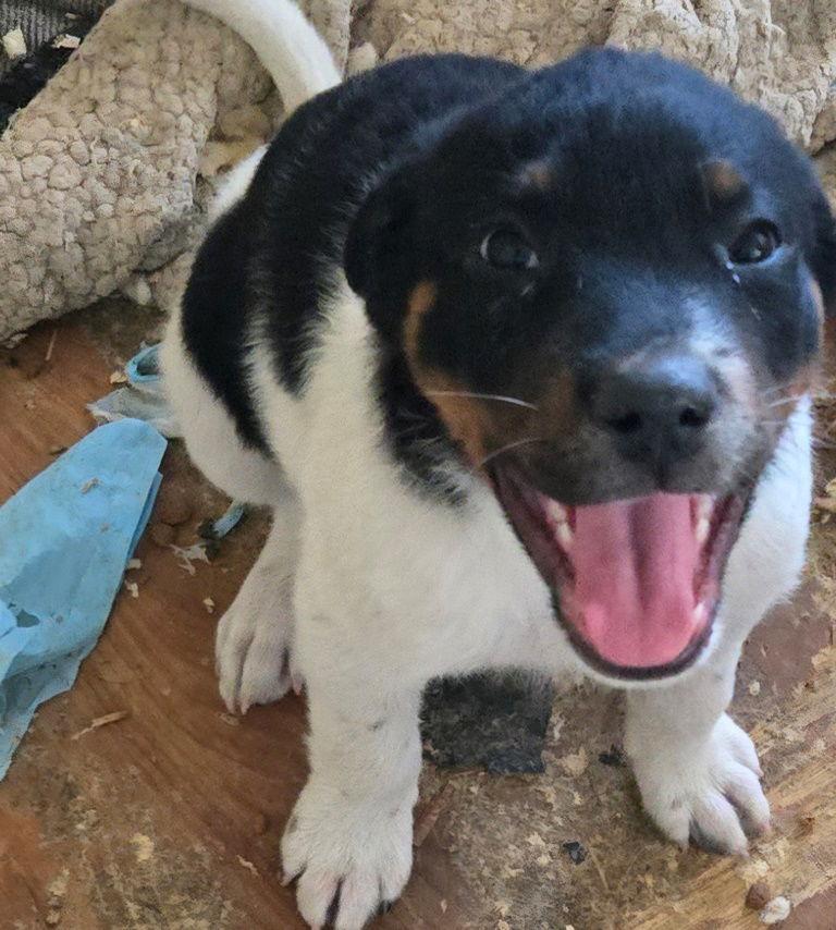 Marty, a Adoptable Labrador Retriever in San Antonio, TX image 2/3