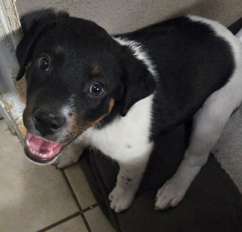 Marty, a Adoptable Labrador Retriever in San Antonio, TX image 3/3