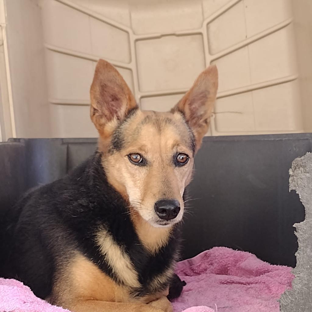 Poppy, Adoptable, Senior Female Rat Terrier & German Shepherd Dog.