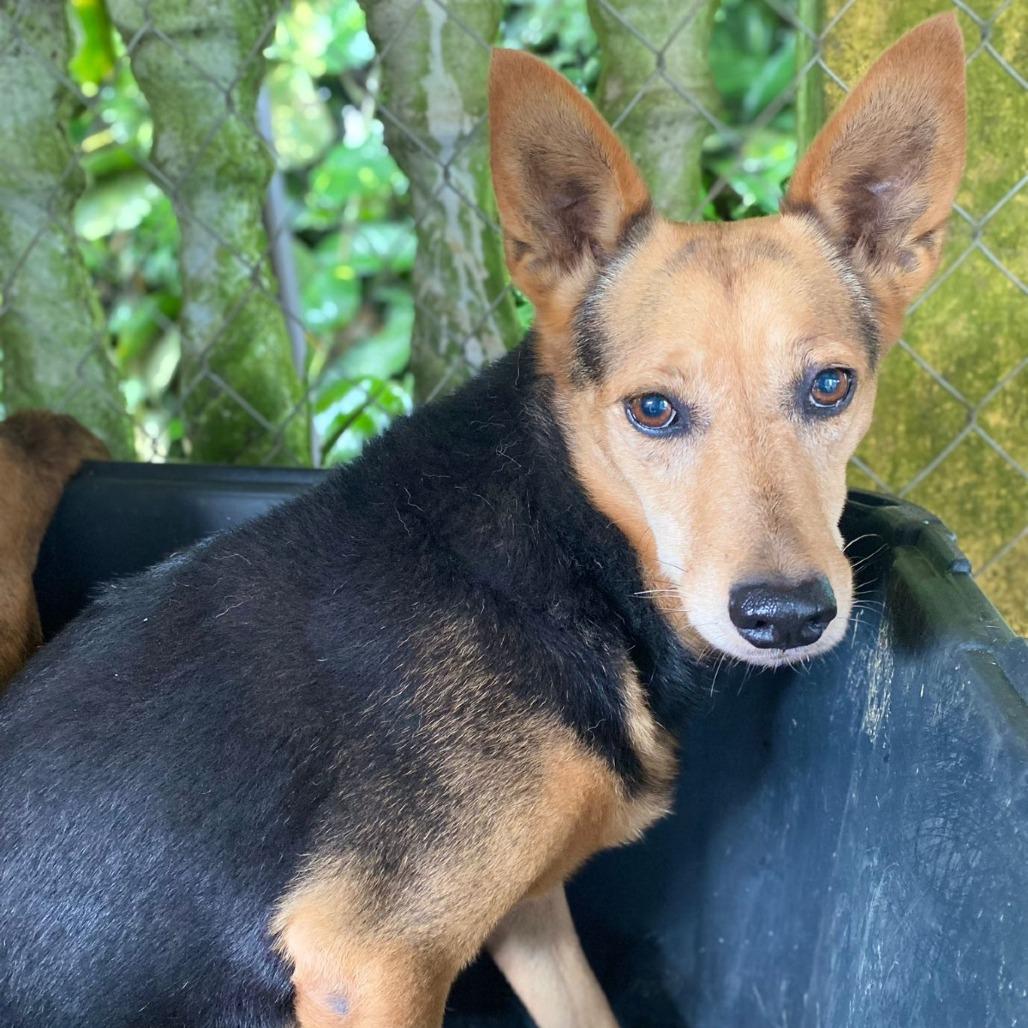 Enlarge Poppy, a Adoptable mixed breed in San Juan, PR image 2/3