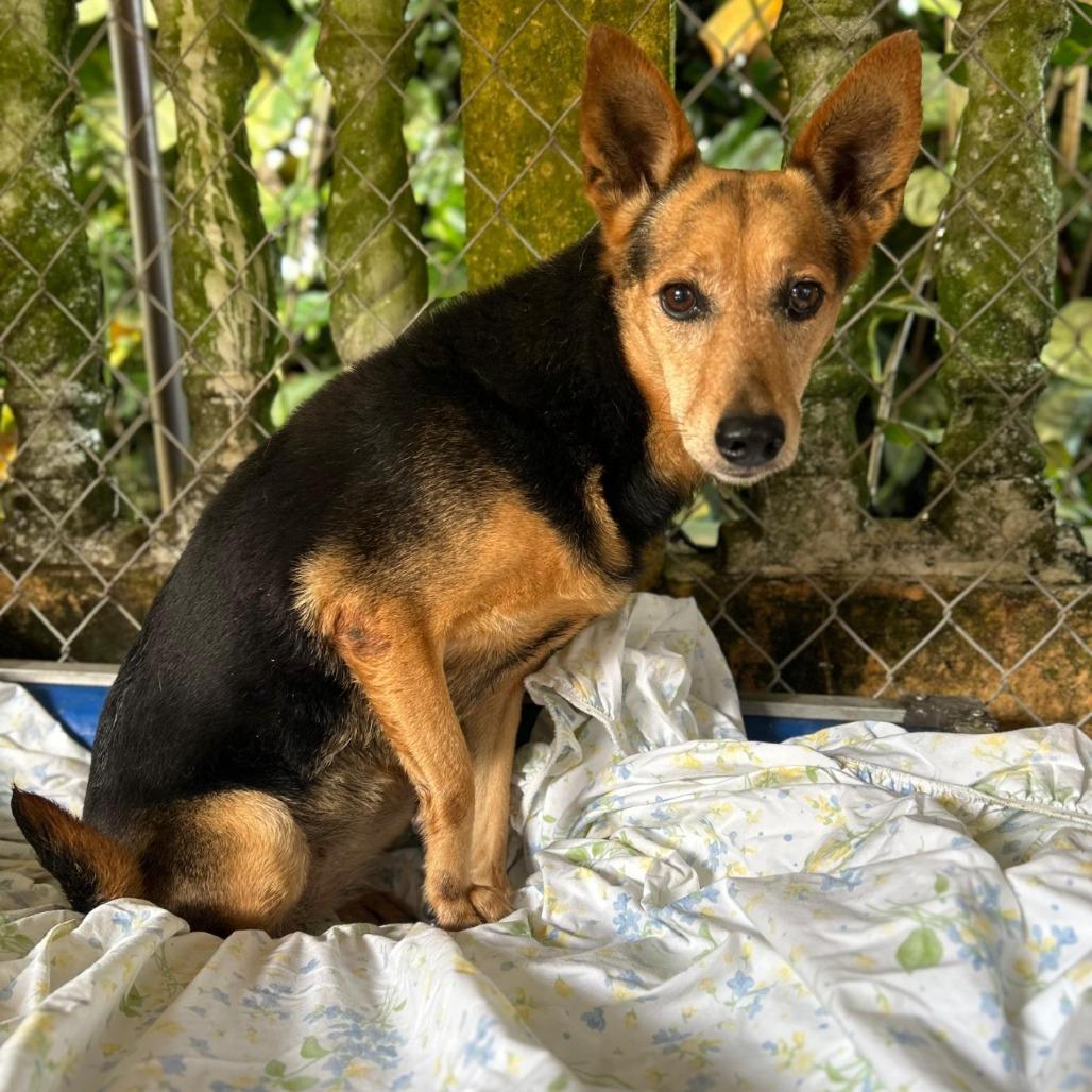 Enlarge Poppy, a Adoptable mixed breed in San Juan, PR image 3/3