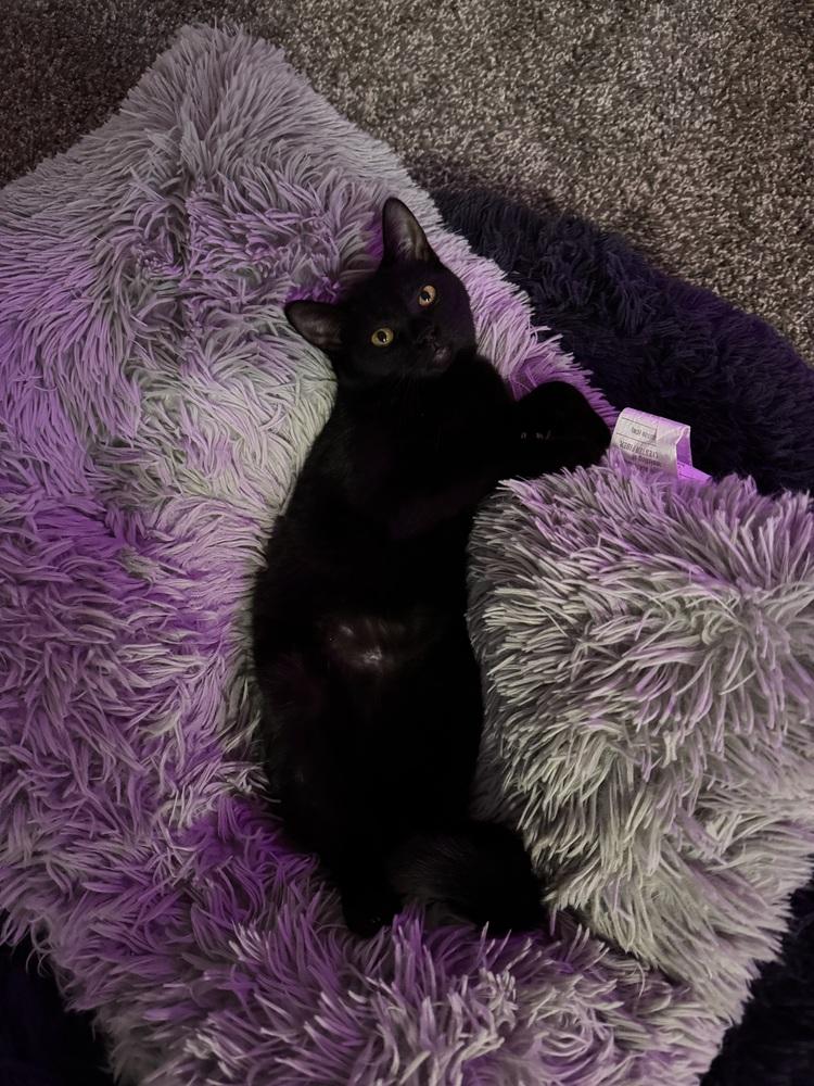 Clover (25-200 C), a Adoptable Domestic Short Hair in Lansing, MI image 1/5