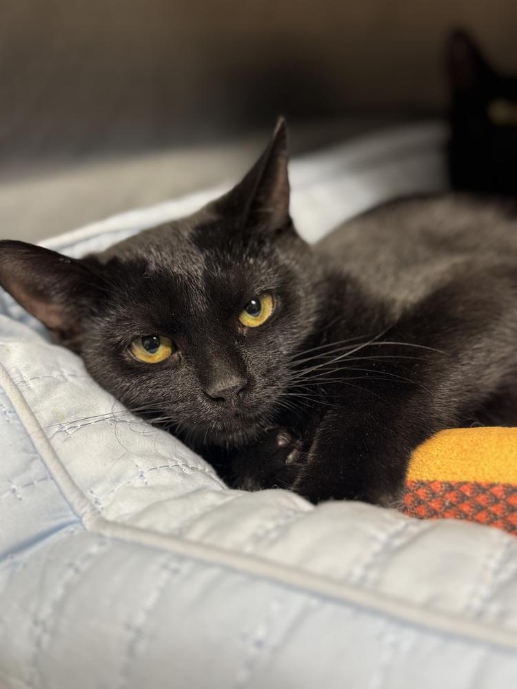 Clover (25-200 C), a Adoptable Domestic Short Hair in Lansing, MI image 2/5
