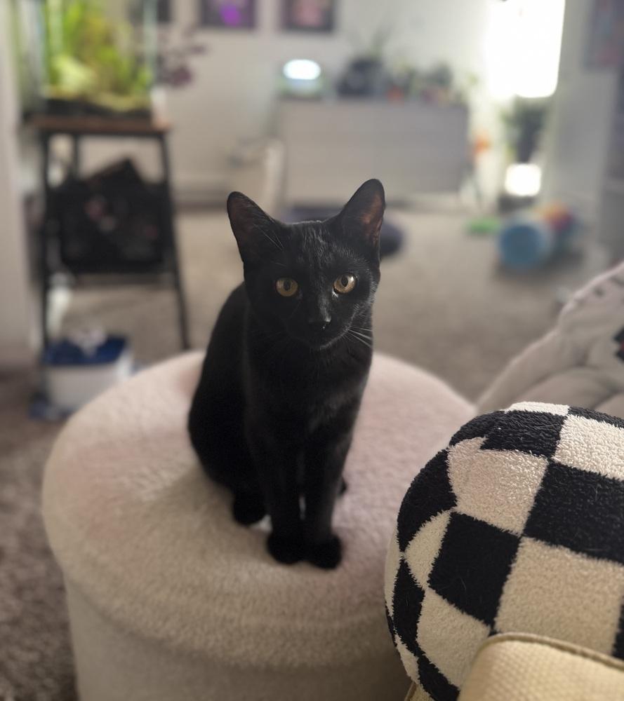 Clover (25-200 C), a Adoptable Domestic Short Hair in Lansing, MI image 3/5