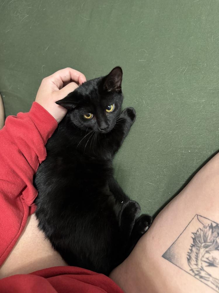 Clover (25-200 C), a Adoptable Domestic Short Hair in Lansing, MI image 4/5