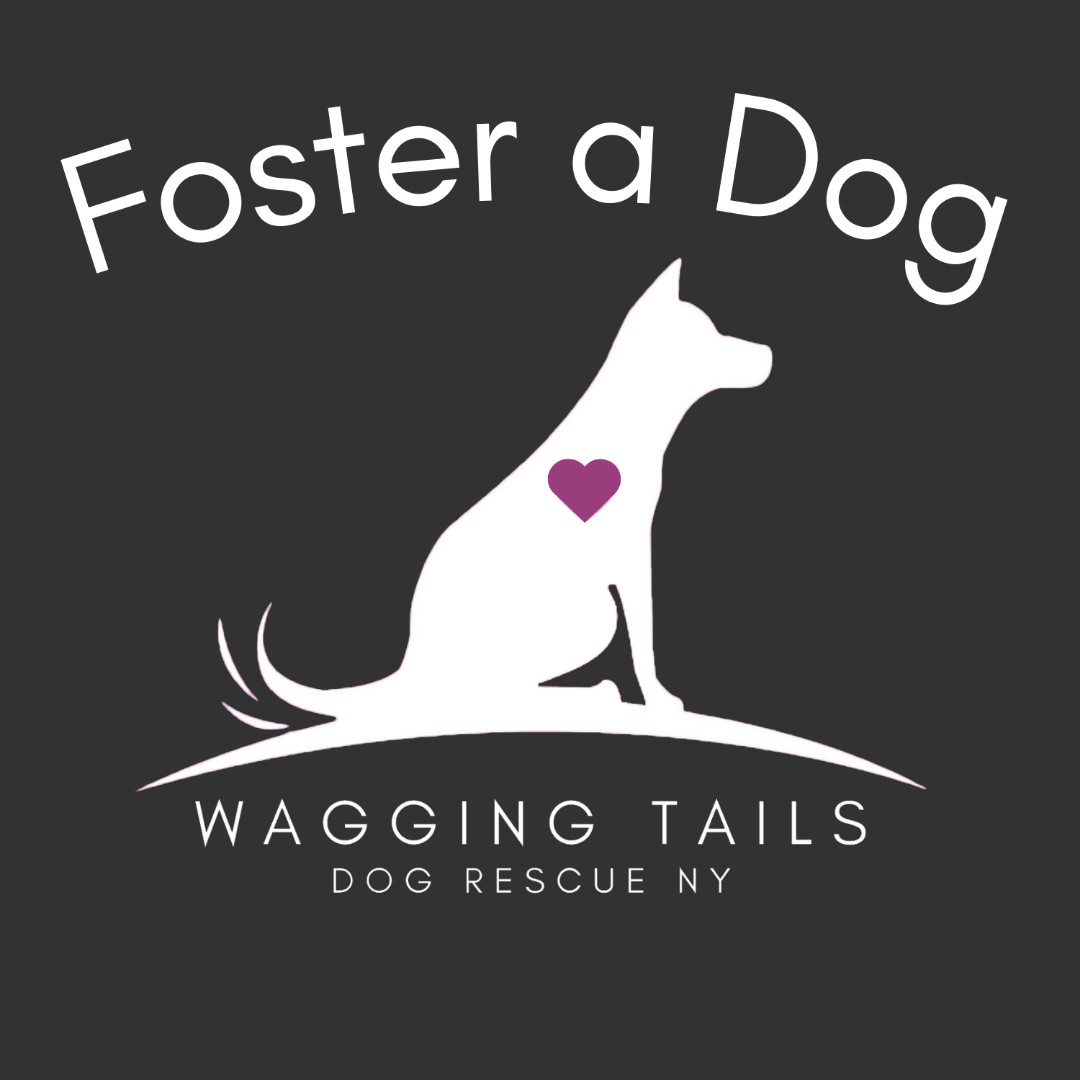 Foster a Dog, Baby Female unknown