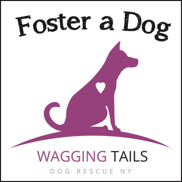Foster a Dog, a Adoptable mixed breed in Thornwood, NY image 2/3