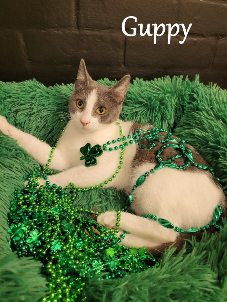 Guppy, Adoptable, Young Female Domestic Short Hair.