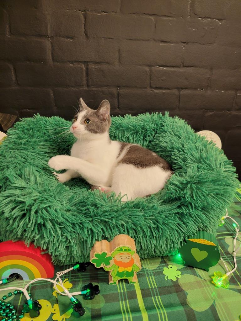 Guppy, Adoptable, Adult Female Domestic Short Hair.