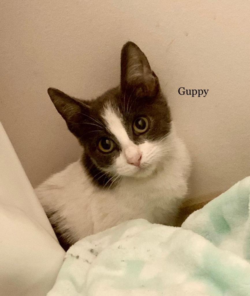 Enlarge Guppy, a Adoptable mixed breed in Hoover , AL image 3/6
