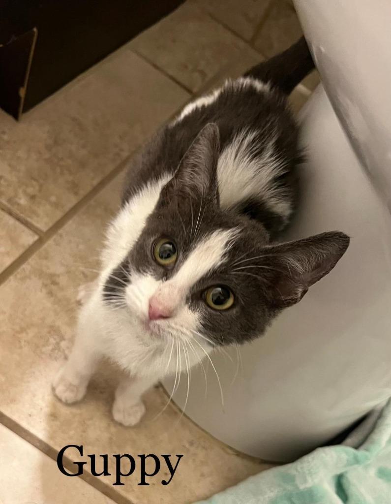 Enlarge Guppy, a Adoptable mixed breed in Hoover , AL image 5/6