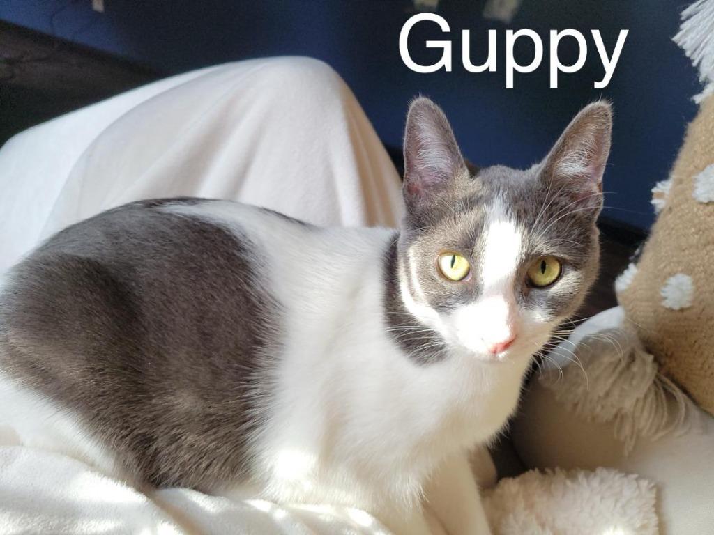 Enlarge Guppy, a Adoptable mixed breed in Hoover , AL image 5/6