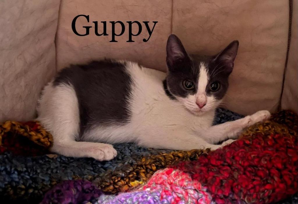 Enlarge Guppy, a Adoptable mixed breed in Hoover , AL image 6/6