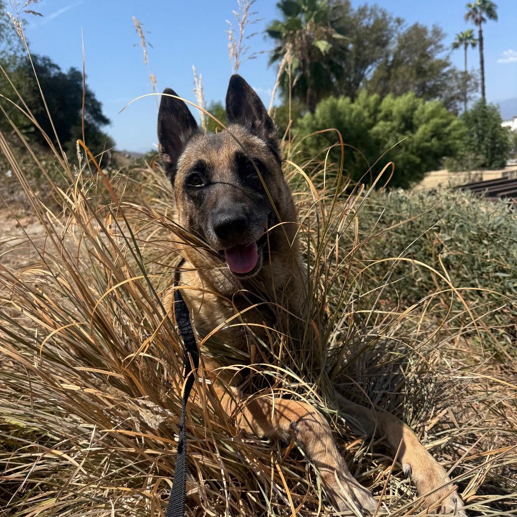 Farrah*, Adoptable, Adult Female German Shepherd Dog.