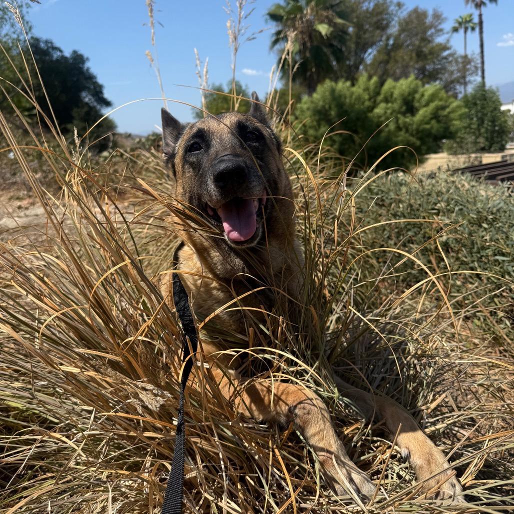Enlarge Farrah*, a Adoptable German Shepherd Dog in San Gabriel, CA image 2/5