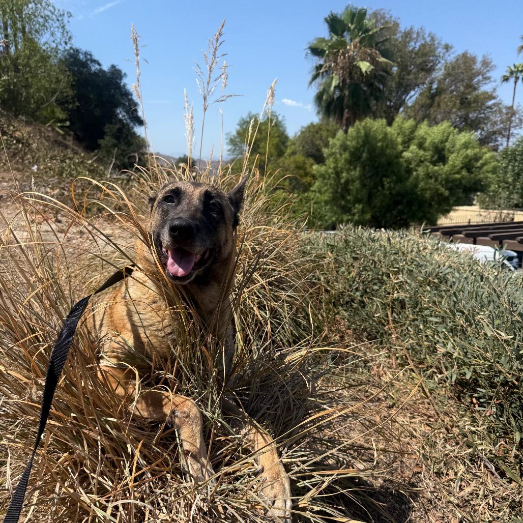 Enlarge Farrah*, a Adoptable German Shepherd Dog in San Gabriel, CA image 3/5