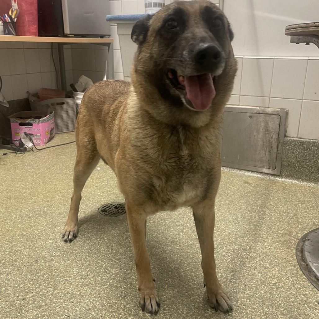 Enlarge Farrah*, a Adoptable German Shepherd Dog in San Gabriel, CA image 4/5