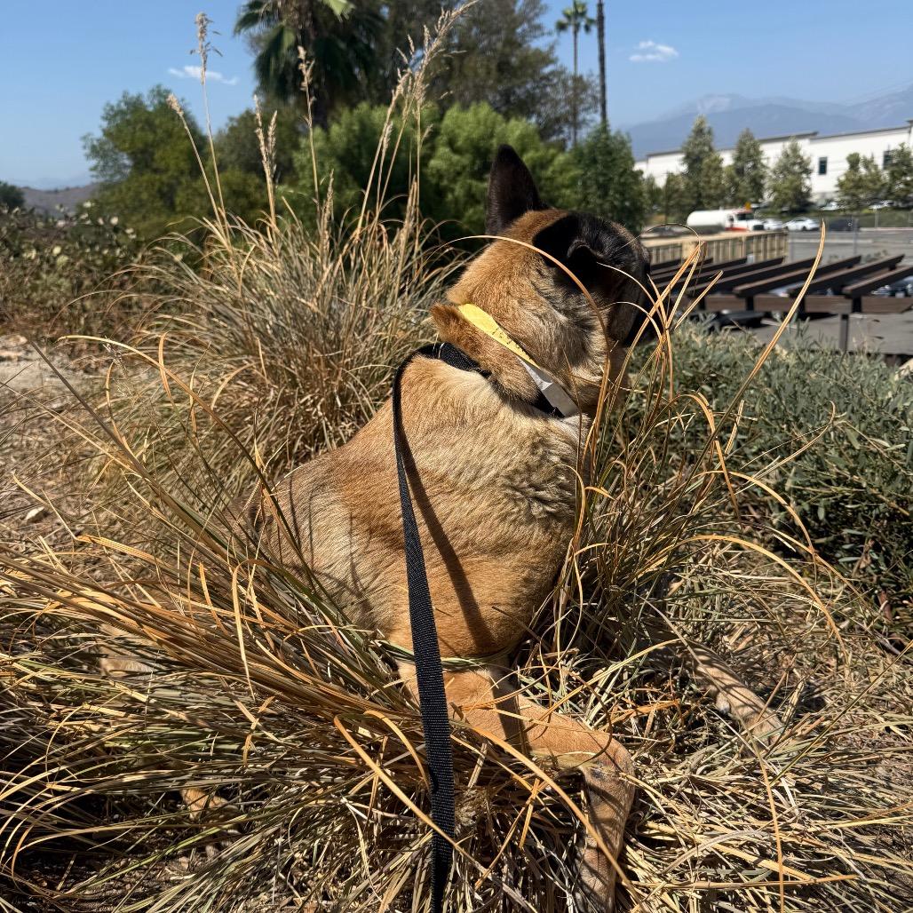 Enlarge Farrah*, a Adoptable German Shepherd Dog in San Gabriel, CA image 5/5