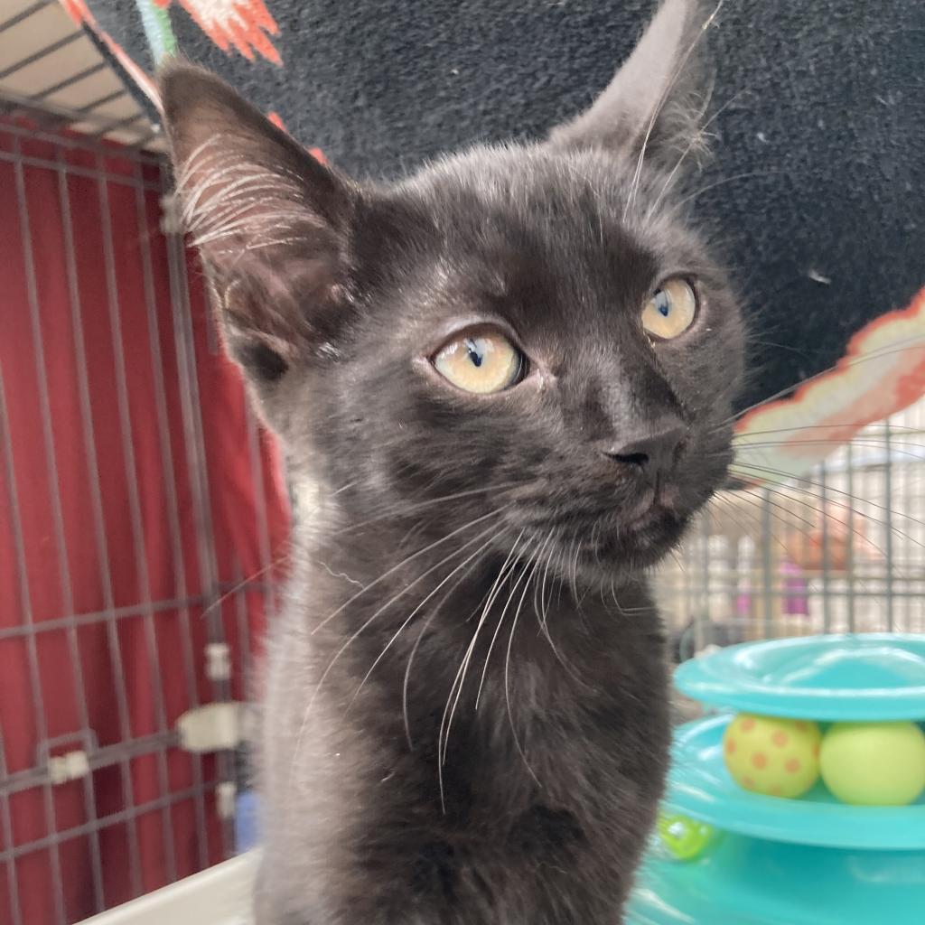 Sukana, Adoptable, Adult Female Domestic Short Hair.