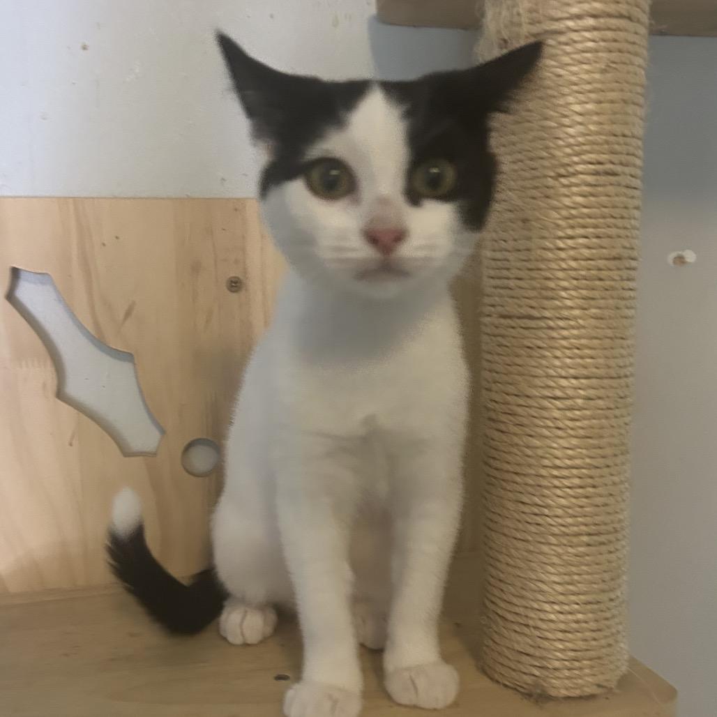 Enlarge Artax, a Adoptable Domestic Short Hair in Veneta, OR image 1/3