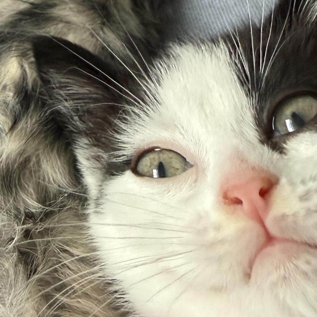 Enlarge Artax, a Adoptable Domestic Short Hair in Veneta, OR image 2/3