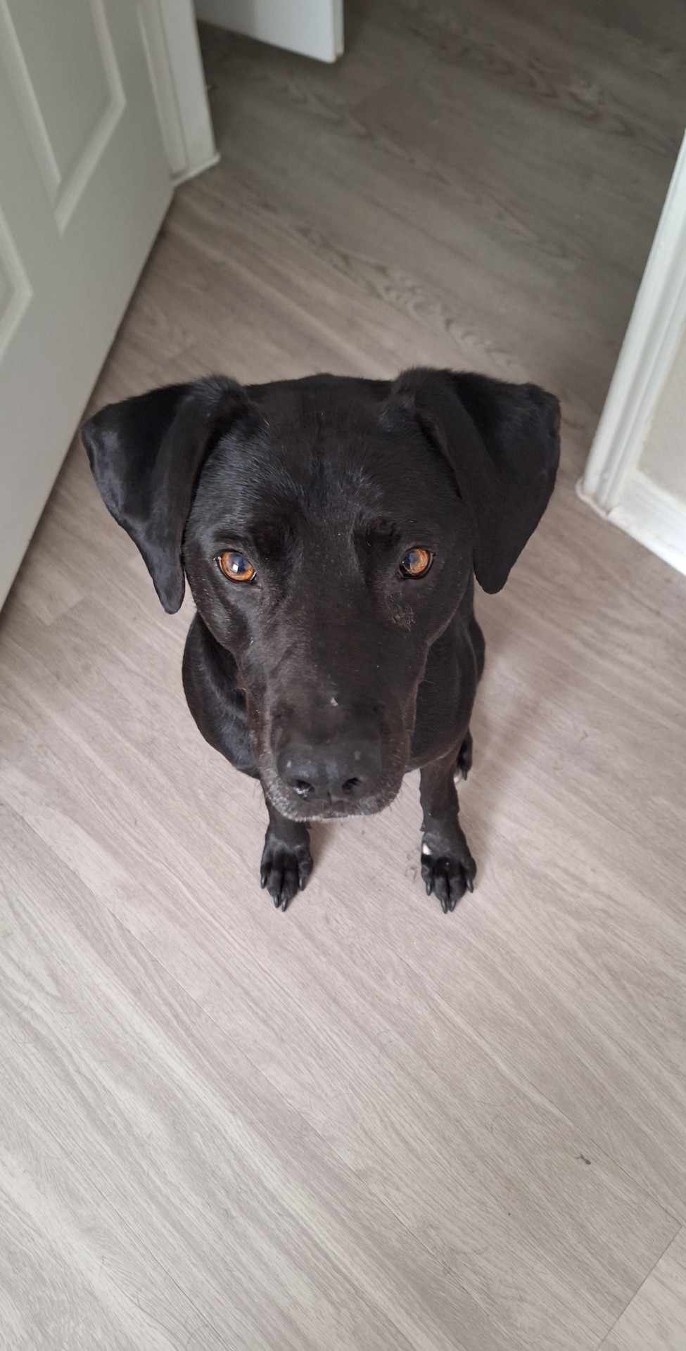 Enlarge Cabela, a Adoptable mixed breed in New Braunfels, TX image 2/5