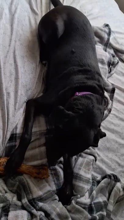 Enlarge Cabela, a Adoptable mixed breed in New Braunfels, TX video 4/5