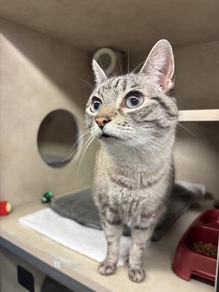 Khaleesi — thumbnail 2